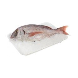 Pargo entero 3kg | Mallhabana